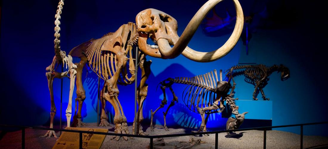 Milwaukee Public Museum Dinosaur Skeleton