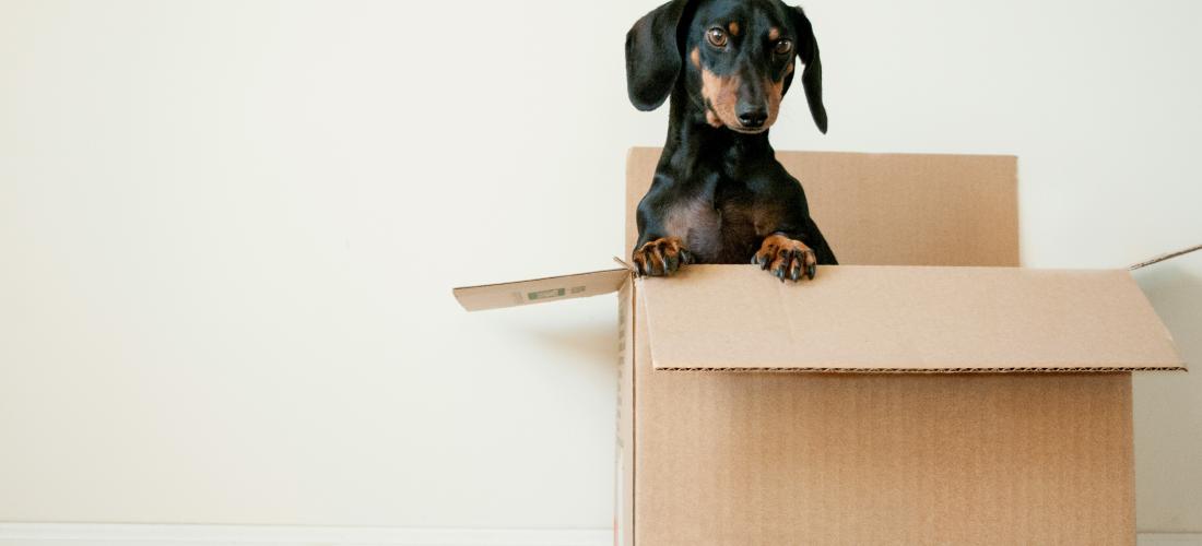 Dachshund in moving box