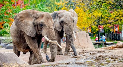Milwaukee County Zoo Elephants